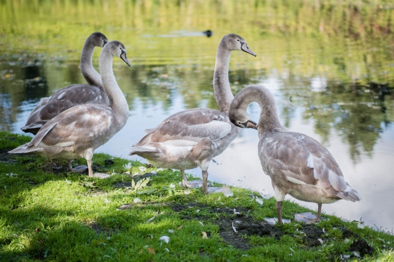 swans-at-painshill-park