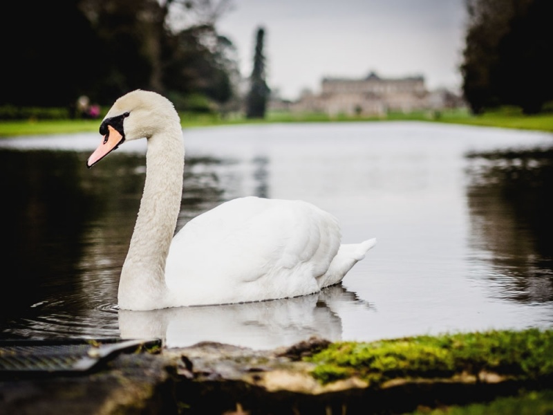 swans-at-wrest-park-bedfordshire